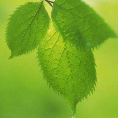 博鱼半岛在线登录截图