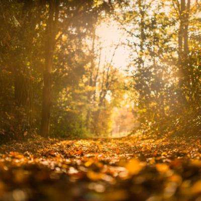 管家婆一码一肖资料大全